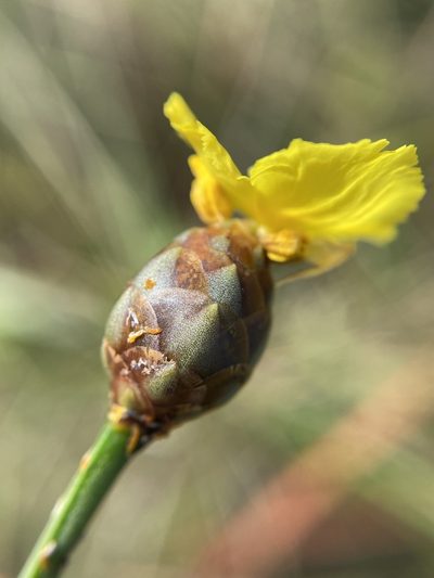 Xyris scabrifolia, photographed by Matt Berger