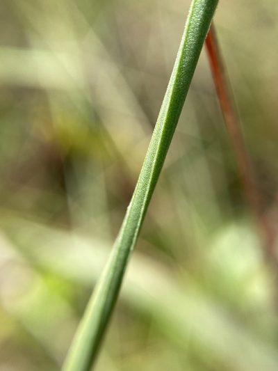 Xyris scabrifolia, photographed by Matt Berger