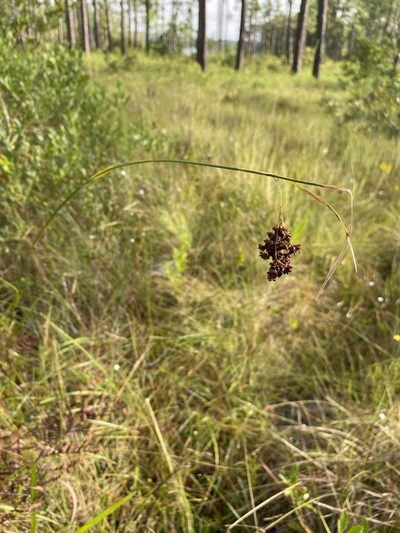 Rhynchospora elliottii, photographed by Matt Berger
