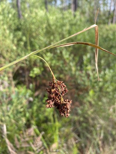Rhynchospora elliottii, photographed by Matt Berger