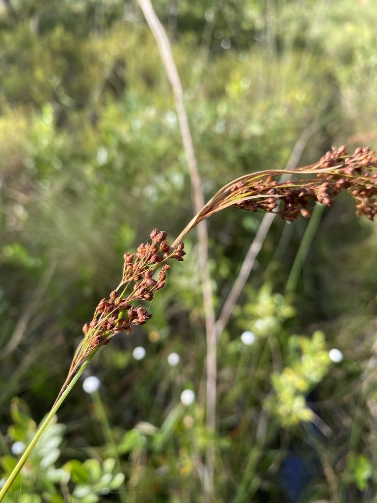 Rhynchospora elliottii, photographed by Matt Berger