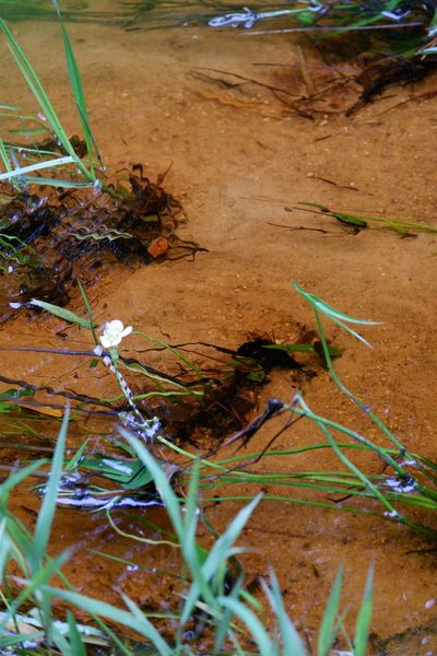 Sagittaria engelmanniana, photographed by Bonnie Semmling