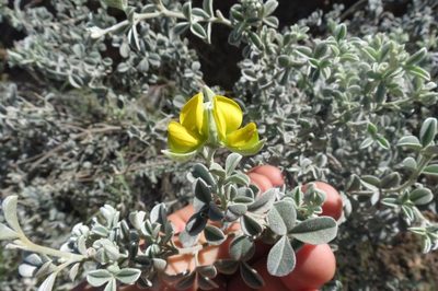 Argyrolobium incanum, photographed by Brian du Preez