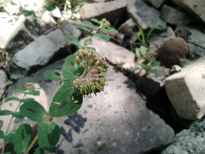 Euphorbia berteroana, photographed by monictoz