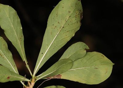 Pavetta catophylla, photographed by Wynand Uys