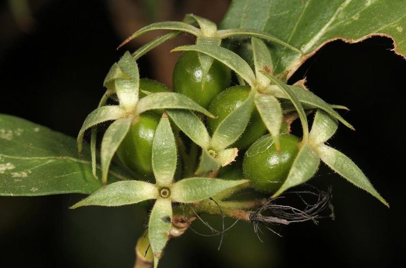 Pavetta catophylla, photographed by Wynand Uys
