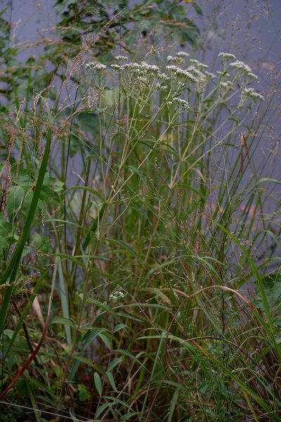 Eupatorium resinosum, photographed by Bonnie Semmling
