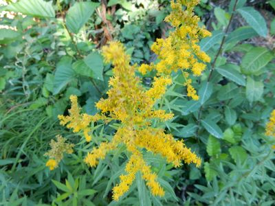 Solidago lepida, photographed by Daval Davis