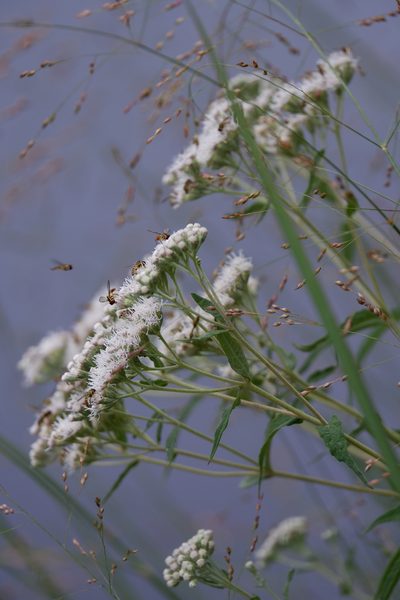 Eupatorium resinosum, photographed by Bonnie Semmling