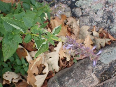 Agastache foeniculum, photographed by Mary Krieger