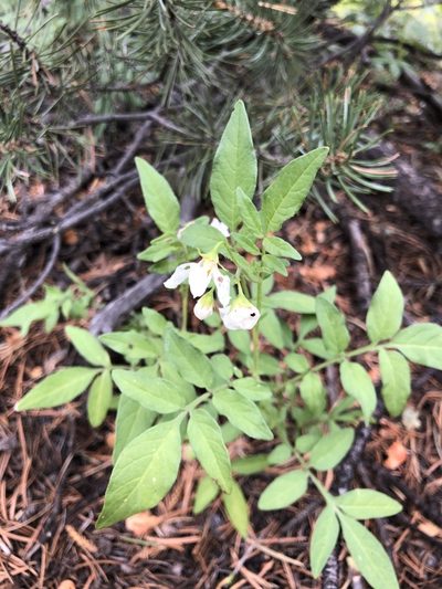 Solanum jamesii, photographed by Rosario Douglas