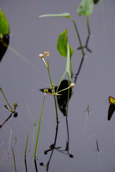 Sagittaria engelmanniana, photographed by Bonnie Semmling