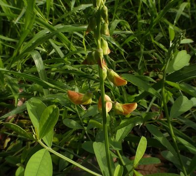 Crotalaria retusa, photographed by Helio Lourencini