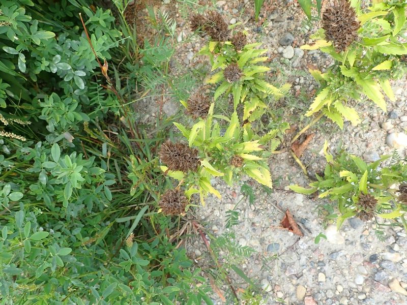 Dracocephalum parviflorum, photographed by Mary Krieger
