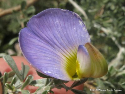 Lotononis sericophylla, photographed by Peter Warren