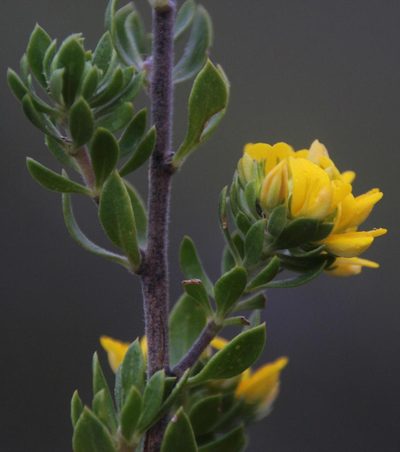 Aspalathus securifolia, photographed by Tony Rebelo