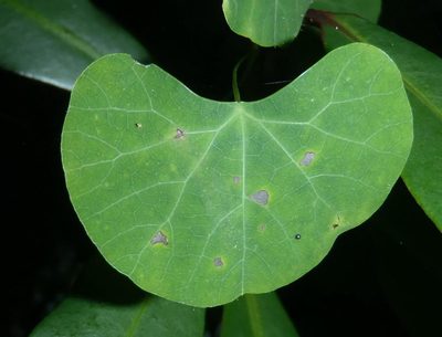 Cissampelos torulosa, photographed by Nicola van Berkel