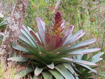 Alcantarea imperialis, photographed by Victor Farjalla Pontes