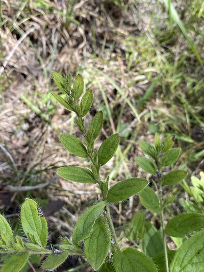 Lithospermum decipiens, photographed by Matt Berger