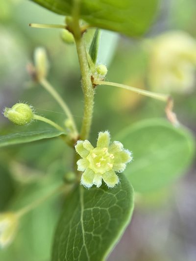 Phyllanthopsis phyllanthoides, photographed by Matt Berger