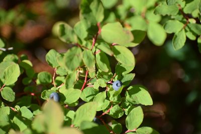 Vaccinium ovalifolium, photographed by Syd Cannings