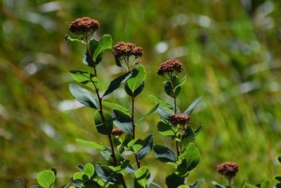 Spiraea splendens, photographed by Syd Cannings