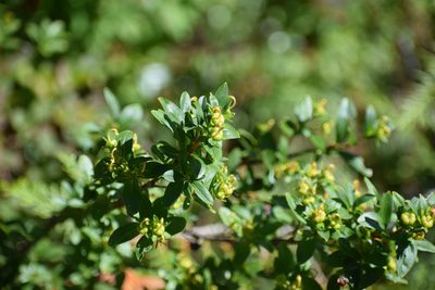 Elliottia pyroliflora, photographed by Syd Cannings