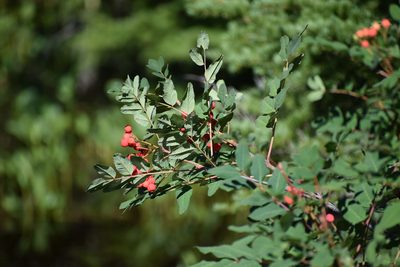 Sorbus sitchensis, photographed by Syd Cannings