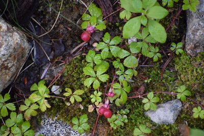 Rubus pedatus, photographed by Syd Cannings