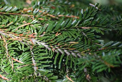 Abies amabilis, photographed by Syd Cannings
