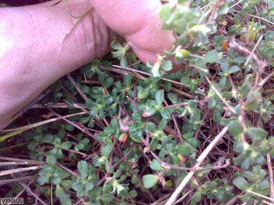 Cliffortia tricuspidata, photographed by Chris Vynbos