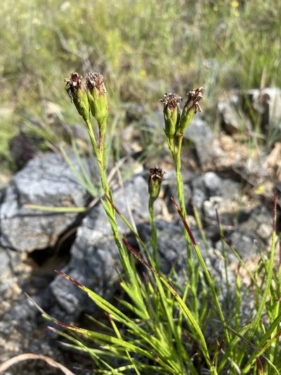 Liatris oligocephala, photographed by Matt Berger