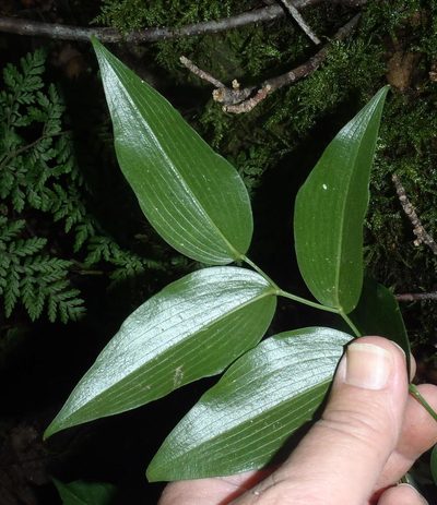 Behnia reticulata, photographed by Nicola van Berkel