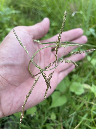 Eriochloa procera, photographed by chen ying-hsiao