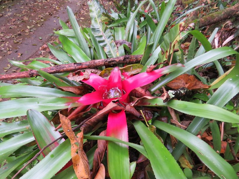 Neoregelia carolinae, photographed by Victor Farjalla Pontes