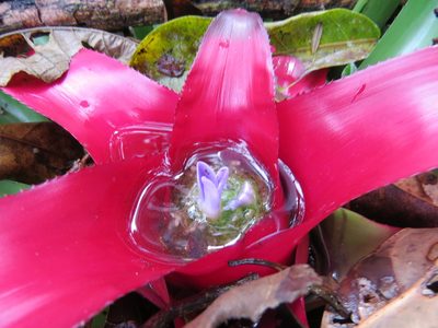 Neoregelia carolinae, photographed by Victor Farjalla Pontes