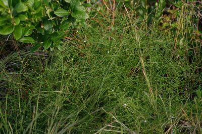 Symphyotrichum dumosum