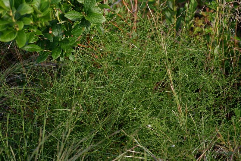 Symphyotrichum dumosum, photographed by Bonnie Semmling