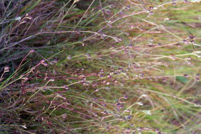 Agalinis maritima, photographed by Bonnie Semmling