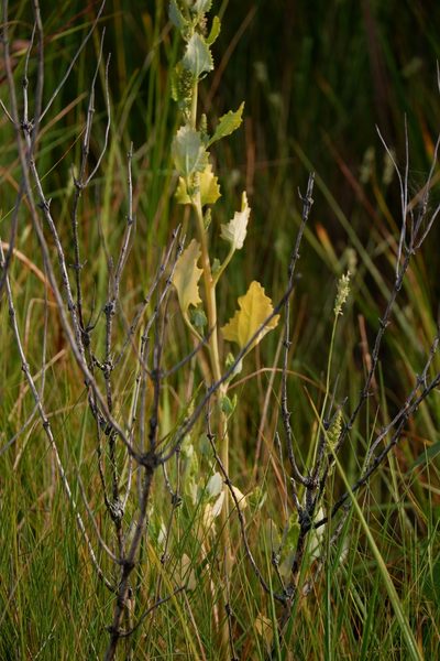 Chenopodium macrospermum, photographed by Bonnie Semmling