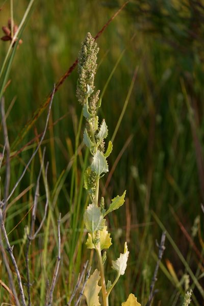 Chenopodium macrospermum, photographed by Bonnie Semmling
