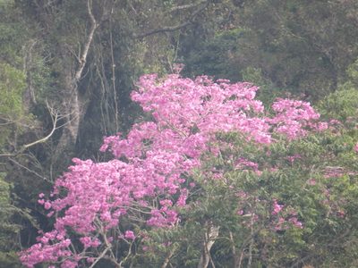 Handroanthus heptaphyllus, photographed by Victor Farjalla Pontes