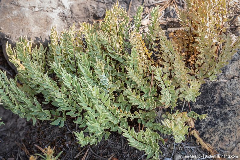 Kirkpatrickia breweri, photographed by Tim Messick