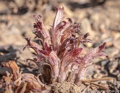 Orobanche corymbosa, photographed by Tim Messick