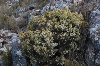Erica syngenesia, photographed by Tony Rebelo