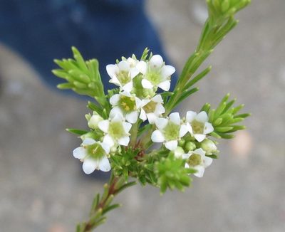 Diosma rourkei, photographed by Brian du Preez