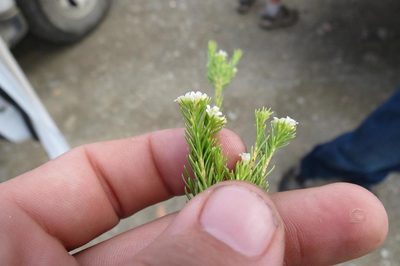 Diosma rourkei, photographed by Brian du Preez
