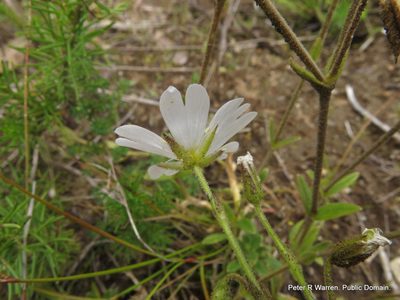 Cerastium arabidis, photographed by Peter Warren