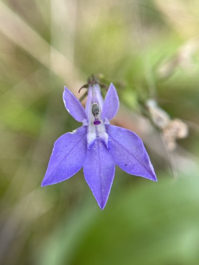 Lobelia gattingeri, photographed by Matt Berger