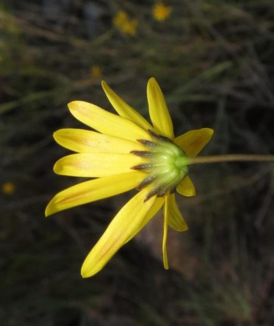 Euryops munitus, photographed by Brian du Preez